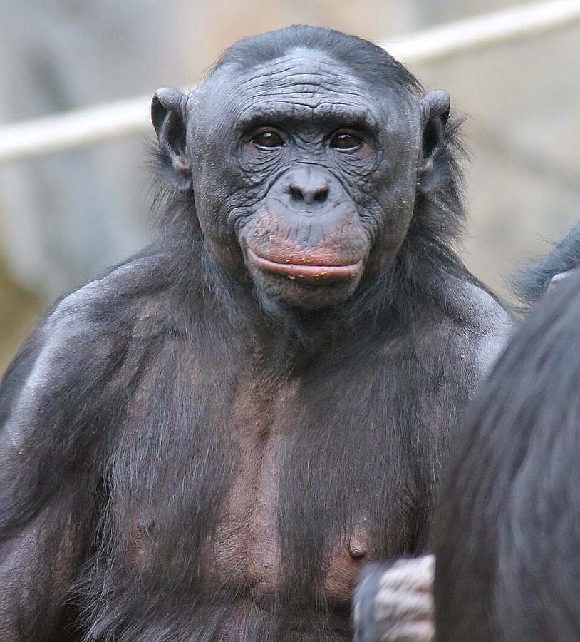 Porträt eines Bonob, der ziemlich menschenähnlich in die Kamera schaut